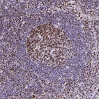 Immunohistochemical staining of human lymph node shows strong nuclear positivity in germinal center cells.