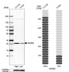 Western blot analysis in human cell lines U2OS and A-549 using Anti-HMGB2 antibody. Corresponding HMGB2 RNA-seq data are presented for the same cell lines. Loading control: Anti-COX4I1.
