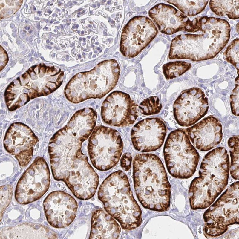 Anti-KCTD19 Antibody