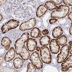 Anti-KCTD19 Antibody