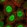 Anti-RFXANK Antibody