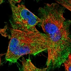 Immunofluorescent staining of human cell line U-251 MG shows localization to plasma membrane & cytosol.