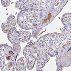 Immunohistochemical staining of human placenta shows moderate positivity in plasma in blood vessels.