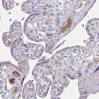 Immunohistochemical staining of human placenta shows moderate positivity in plasma in blood vessels.