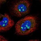 Immunofluorescent staining of human cell line A-431 shows localization to nucleoli fibrillar center.