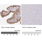 Immunohistochemistry analysis in human small intestine and cerebral cortex tissues using HPA053337 antibody. Corresponding TJP3 RNA-seq data are presented for the same tissues.