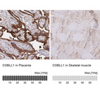 Anti-COBLL1 Antibody