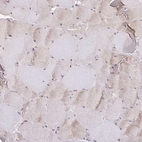 Immunohistochemical staining of human skeletal muscle shows very weak positivity in myocytes as expected.