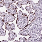 Anti-RYBP Antibody