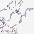 Anti-PLA2G5 Antibody
