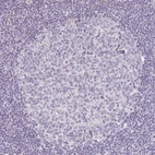 Immunohistochemical staining of human lymph node shows no positivity in germinal center cells as expected.