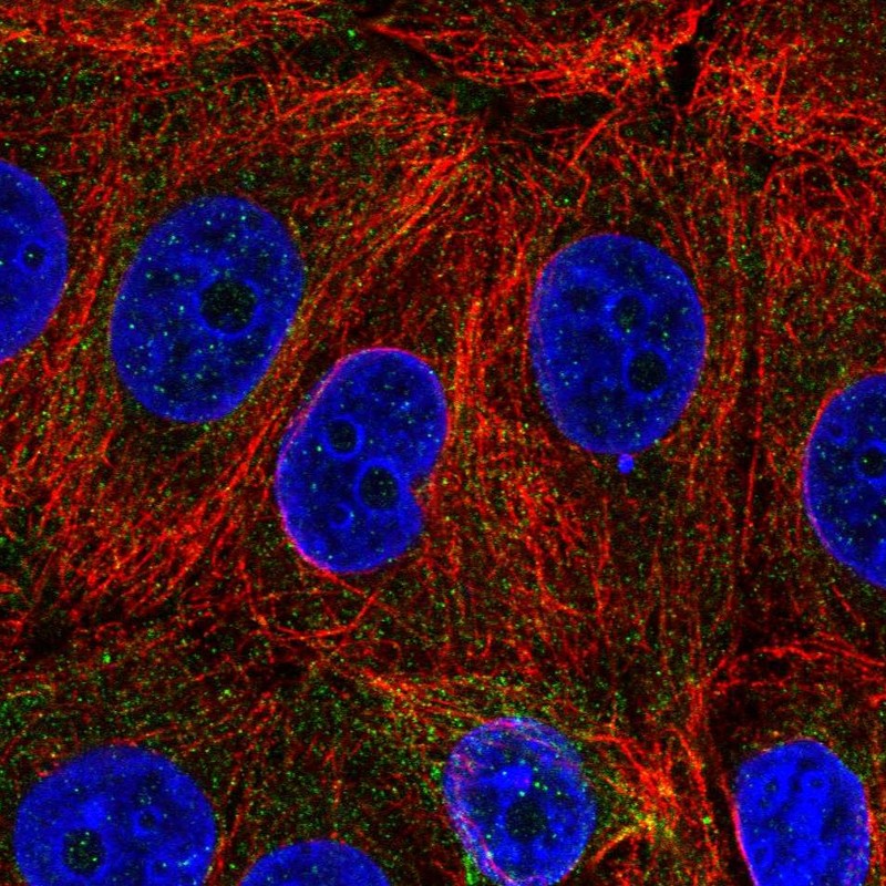 Anti-C6orf47 Antibody