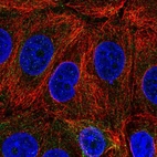 Anti-C6orf47 Antibody