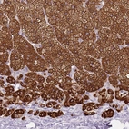 Immunohistochemical staining of human adrenal gland shows strong cytoplasmic positivity in glandular cells in adrenal cortex.