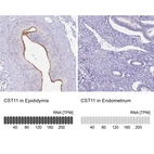 Anti-CST11 Antibody