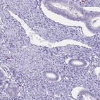Immunohistochemical staining of human endometrium shows low expression as expected.