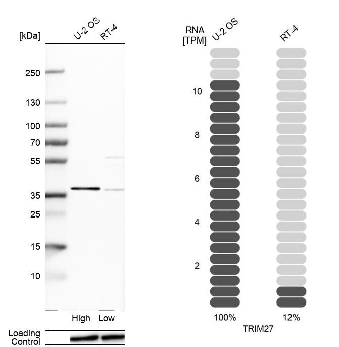 Anti-TRIM27 Antibody