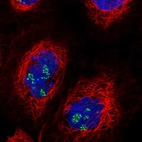 Immunofluorescent staining of human cell line A-431 shows localization to nucleoli fibrillar center.
