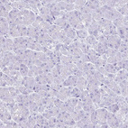 Immunohistochemical staining of human pancreas shows no positivity in exocrine glandular cells as expected.