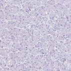 Immunohistochemical staining of human pancreas shows no positivity in exocrine glandular cells as expected.
