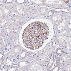 Immunohistochemical staining of human kidney shows strong cytoplasmic positivity in cells in glomeruli.