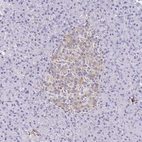 Immunohistochemical staining of human pancreas shows moderate cytoplasmic positivity in islets of Langerhans.