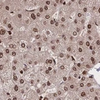 Immunohistochemical staining of human liver using Anti-HDGF antibody HPA053422.