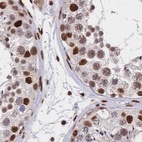 Immunohistochemical staining of human testis using Anti-HDGF antibody HPA053422.