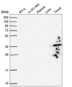 Anti-GIMAP1 Antibody