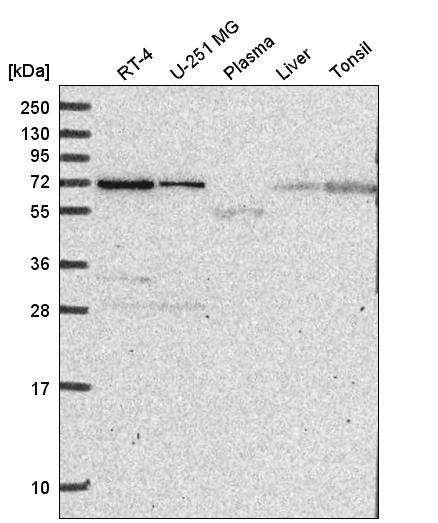 Anti-ZNF786 Antibody