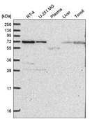 Anti-ZNF786 Antibody