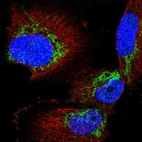 Immunofluorescent staining of human cell line U-251 MG shows localization to mitochondria.
