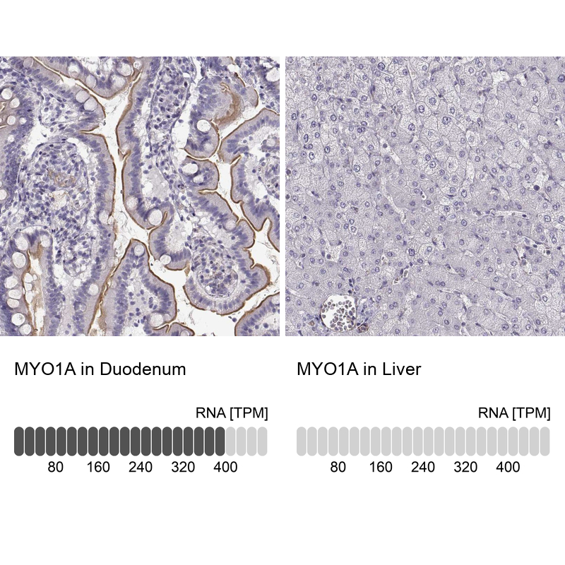 Anti-MYO1A Antibody