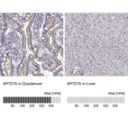 Anti-MYO1A Antibody