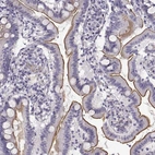 Immunohistochemical staining of human duodenum shows high expression.