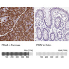 Anti-PDIA2 Antibody