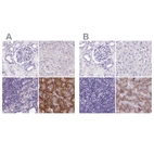 Immunohistochemical staining of human kidney, liver, lymph node and pancreas using Anti-PDIA2 antibody HPA053492 (A) shows similar protein distribution across tissues to independent antibody HPA051692 (B).