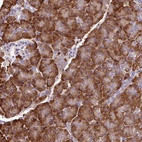 Immunohistochemical staining of human pancreas shows high expression.