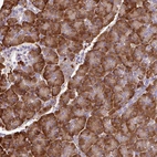 Immunohistochemical staining of human pancreas shows high expression.