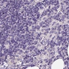Immunohistochemical staining of human lymph node using Anti-PDIA2 antibody HPA053492.