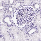 Immunohistochemical staining of human kidney using Anti-PDIA2 antibody HPA053492.