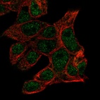 Immunofluorescent staining of human cell line Hep G2 shows localization to nucleoplasm.