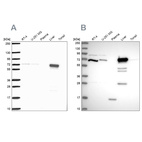 Anti-PCK2 Antibody