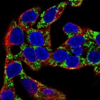 Immunofluorescent staining of human cell line Hep G2 shows localization to mitochondria.
