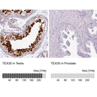 Anti-TEX30 Antibody