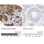 Anti-ZG16B Antibody