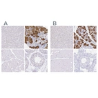Immunohistochemical staining of human liver, salivary gland, skeletal muscle and testis using Anti-ZG16B antibody HPA053549 (A) shows similar protein distribution across tissues to independent antibody HPA041125 (B).