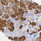 Immunohistochemical staining of human salivary gland shows strong cytoplasmic positivity in glandular cells.