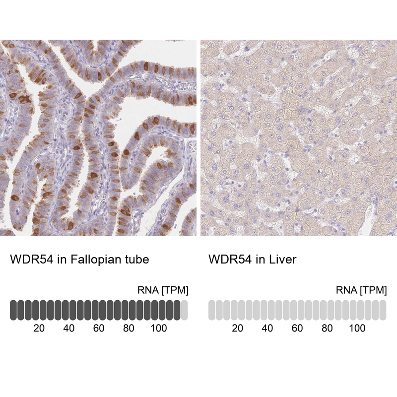 Anti-WDR54 Antibody