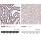 Anti-WDR54 Antibody